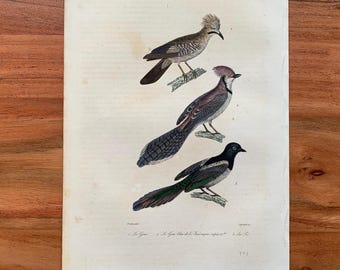 Originaler antiker Vogelstich von 1839 mit Eichelhäher, Elster und Blauhäher, handkolorierter Vogeldruck
