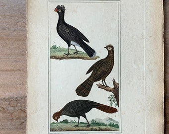 1825 Original Antique Bird Engraving with Curassow, Vintage Hand Colored Engraving, Birds Wall Art Print