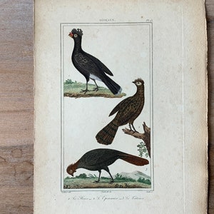1825 Original Antique Bird Engraving with Curassow, Vintage Hand Colored Engraving, Birds Wall Art Print