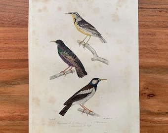 Originaler antiker Vogelstich von 1839 mit Grackel, Star und Kapstar, handkolorierter Vogeldruck