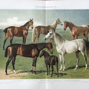 1895 Original Antique Chromolithograph, Antique Horse Print, Horses Print, Antique animal print, hungarian horse, shetland pony print