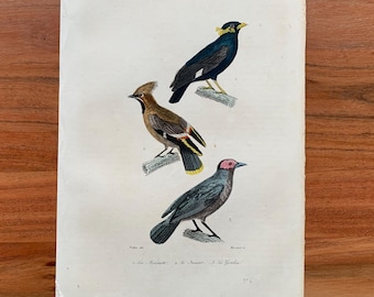 Originaler antiker Vogelstich von 1839 mit Manakin, Seidenschwanz und Möwe, handkolorierter Vogeldruck