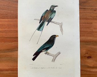Originaler antiker Vogelstich von 1839 mit Abessinischer Blauracke und Indischer Blauracke, handkolorierter Vogeldruck