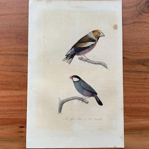 Könnte beinhalten: Ein antiker Druck mit zwei detaillierten Vogelillustrationen. Der obere Vogel hat einen beigen Kopf und einen braunen Körper, der auf einem Ast sitzt. Der untere Vogel ist grau mit weißem Gesicht und roten Akzenten. Der Druck ist auf gealtertem Papier.