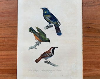 Originaler antiker Vogelstich von 1839 mit Afrikanischer Drossel, Orangebauch-Blattvogel und Nackthals-Fruchtkrähe, handkolorierter Vogeldruck