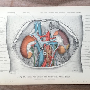 1906 Original Antique Medical Print, Human body structure, Stomach Vessels illustration, Anatomy engraving, Medical Wall Art
