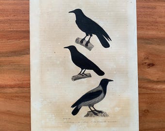 Originaler antiker Vogelstich von 1839 mit Rabe, Saatkrähe und Nebelkrähe, handkolorierter Vogeldruck