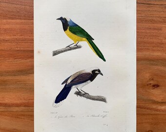 Originale antike Vogelgravur von 1839 mit Grünhäher und Plüschhaubenhäher, handkolorierter Vogeldruck