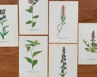 Botanische Drucke aus dem Jahr 1960, 6er-Set, Originalillustrationen, Gemeine Alkanna, Natternkopf, Vergissmeinnicht, Mauer-Gamander, Braunelle