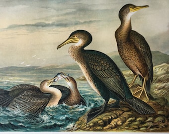 Large Prints with birds