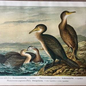 Originaler antiker Chromolithograph von 1897 mit Vögeln, tolle Kormoranillustration, Vintage-Vogeldruck