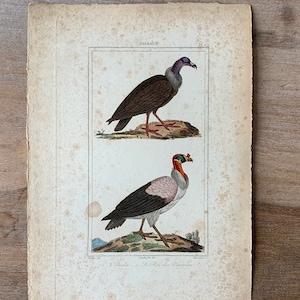 1825 Original Antique Bird Engraving with Vulture, Vintage Hand Colored Engraving, Birds Wall Art Print
