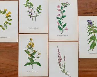 Botanische Drucke aus dem Jahr 1960, 6er-Set, Originalillustrationen: Kriechender Günsel, Schlüsselblume, Gelber Gilbweiderich, Scharlachroter Acker-Gauchheil, Heidelbeere