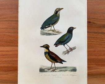 Originale antike Vogelgravur von 1839 mit Bengalpitta, Philippinenpitta und Blauracke, handkolorierter Vogeldruck