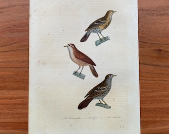 Originaler antiker Vogelstich von 1839 mit Teichrohrsänger, Singdrossel und Misteldrossel, handkolorierter Vogeldruck