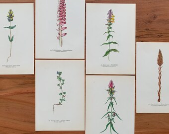 Botanische Drucke aus dem Jahr 1960, 6er-Set, Originalillustrationen: Klappertopf, Augentrost, Finger-Ehrenpreis, Heide-Ehrenpreis, Zahnwurz