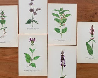 Botanische Drucke aus dem Jahr 1960, 6er-Set, Originalillustrationen, Rote Taubnessel, Gefleckte Taubnessel, Großblütige Braunelle, Gundermann