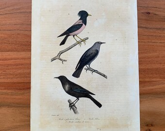 Originale antike Vogelgravur von 1839 mit Ringdrossel, Blaumerle und Rosenstar, handkolorierter Vogeldruck