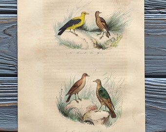 1853 Original Antique Bird Engraving With Golden Oriole, Song