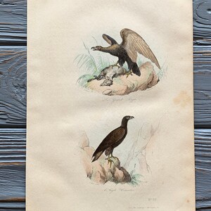 1853 Grabado original de aves antiguas con águila, estampado de aves rapaces, ilustración de aves vintage, coloreado a mano, 6x10 pulgadas