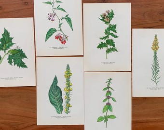 Botanische Drucke aus dem Jahr 1960, 6er-Set, Originalillustrationen, Dornapfel, Tollkirsche, Bittersüß, Ackerminze, Grüne Minze