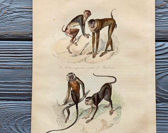 1853 Original Antique animal engraving with patas monkey, Baboon print, Vintage animal illustration, Hand Colored, 6x10 inches