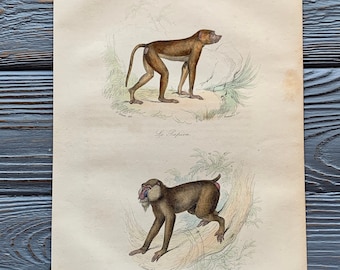 1853 Original Antique animal engraving with Baboon, monkey print, Vintage animal illustration, Hand Colored, 6x10 inches