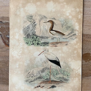 1870 Antike Original-Vogelgravur mit Rallenreiher, handkolorierter Druck-Wandkunst