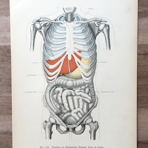 1906 Original Antique Medical Print, Human body structure illustration, Anatomy engraving, Medical Wall Art