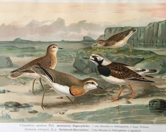 1901 | チフチャフプリント | アンティークオリジナルカラーリトグラフ