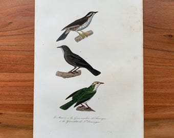 Originaler antiker Vogelstich von 1839 mit Rotdrossel, Amerikanischem Rotkehlchen und Westlicher Rotfußdrossel, handkolorierter Vogeldruck