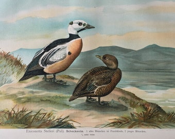 1905年 アヒルの種類 – アンティークリトグラフ – 鳥類学の版画