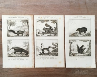 1835 Original Antique lithographs - set of 3, Natural History - squirrel illustration