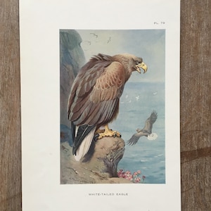 1925 Original Bird Print, Regalo para los amantes de las aves, Ilustración del águila de cola blanca