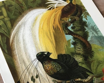 1926 Vintage TODHUNTER BIRDS /"CHESTNUT-SIDED WARBLER/" 90 YEARS OLD Lithograph