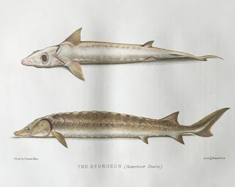 goby print Kurte Blochien underwater world fish decor vintage fish print Original antique fish print 1835 Fish engraving