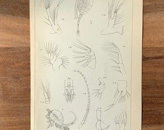 1850 Original Antique engraving, Natural History - Crustaceans illustration, Entomostraca print, Gift for naturalist