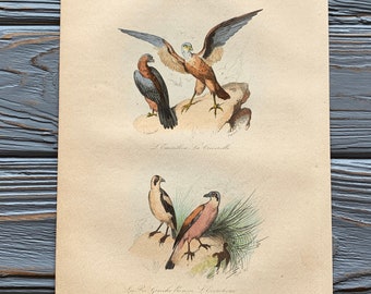 1853 Original Antique bird engraving with Merlin, kestrel, Vintage bird illustration, Hand Colored, 6x10 inches