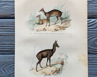 1853 Original Antique animal engraving with Mouse-deer, Musk deer print, Vintage animal illustration, Hand Colored, 6x10 inches