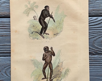1853 Original Antique animal engraving with monkey, orangutan print, Vintage animal illustration, Hand Colored, 6x10 inches