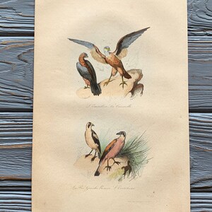 1853 Original antike Vogelgravur mit Merlin, Turmfalke, Vintage-Vogelillustration, handkoloriert, 6x10 Zoll
