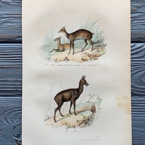 1853 Original Antique animal engraving with Mouse-deer, Musk deer print, Vintage animal illustration, Hand Colored, 6x10 inches