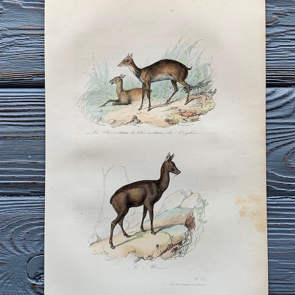 1853 originele antieke dierengravure met muis-hert, muskushert print, vintage dierenillustratie, handgekleurd, 6x10 inch