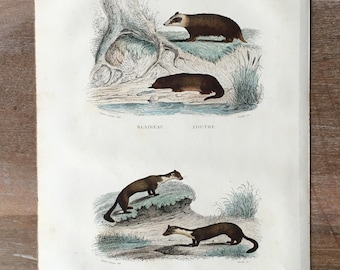 1844 Original Antique animal engraving, Natural History - Badgera and Otter illustration