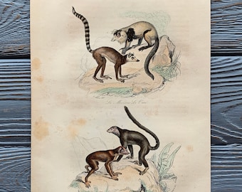 1853 Original Antique animal engraving with Loris, lemur print, Vintage animal illustration, Hand Colored, 6x10 inches