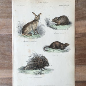 1865 dieren originele antieke gravure, mooie Nutria, stekelvarken, schattige haas, roepende haas, handgekleurde gravure, antieke dierenprint