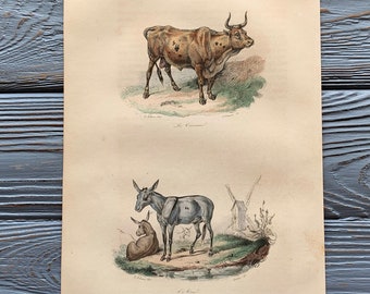 1853 Original Antique animal engraving with Bull, donkey print, Vintage animal  illustration, Hand Colored, 6x10 inches