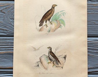 1853 Original Antique bird engraving with Eagle, Birds of prey print, Vintage bird illustration, Hand Colored, 6x10 inches