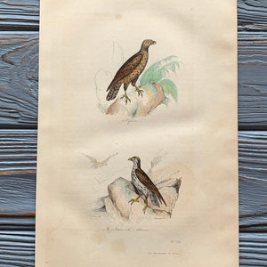 1853 Grabado original de aves antiguas con águila, estampado de aves rapaces, ilustración de aves vintage, coloreado a mano, 6x10 pulgadas