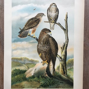 1897 Common Buzzard Print, Original Antique Chromolithograph with large bird of prey, Vintage bird wall art, Classic living room decor